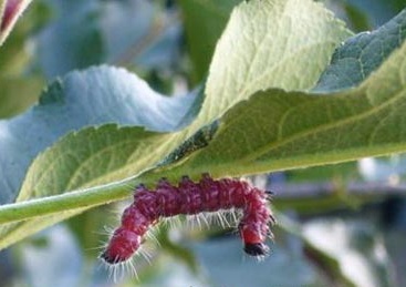 苹果树常见病虫害图片